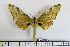  ( - BC-Mel1841)  @14 [ ] Copyright (2010) Tomas Melichar Research Collection of Tomas Melichar
