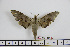  ( - BC-Mel1850)  @13 [ ] Copyright (2010) Tomas Melichar Research Collection of Tomas Melichar