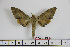  ( - BC-Mel1852)  @14 [ ] Copyright (2010) Tomas Melichar Research Collection of Tomas Melichar