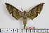  ( - BC-Mel1854)  @13 [ ] Copyright (2010) Tomas Melichar Research Collection of Tomas Melichar