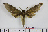 ( - BC-Mel1859)  @14 [ ] Copyright (2010) Tomas Melichar Research Collection of Tomas Melichar