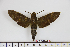  ( - BC-Mel1865)  @14 [ ] Copyright (2010) Tomas Melichar Research Collection of Tomas Melichar