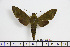  ( - BC-Mel1867)  @13 [ ] Copyright (2010) Tomas Melichar Research Collection of Tomas Melichar