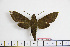  ( - BC-Mel1868)  @13 [ ] Copyright (2010) Tomas Melichar Research Collection of Tomas Melichar