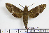  ( - BC-Mel1873)  @14 [ ] Copyright (2010) Tomas Melichar Research Collection of Tomas Melichar