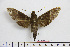  ( - BC-Mel1874)  @13 [ ] Copyright (2010) Tomas Melichar Research Collection of Tomas Melichar
