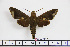  ( - BC-Mel1877)  @13 [ ] Copyright (2010) Tomas Melichar Research Collection of Tomas Melichar
