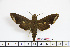  ( - BC-Mel1878)  @13 [ ] Copyright (2010) Tomas Melichar Research Collection of Tomas Melichar