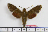  ( - BC-Mel1879)  @13 [ ] Copyright (2010) Tomas Melichar Research Collection of Tomas Melichar