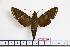  ( - BC-Mel1880)  @13 [ ] Copyright (2010) Tomas Melichar Research Collection of Tomas Melichar
