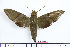  ( - BC-Mel1881)  @13 [ ] Copyright (2010) Tomas Melichar Research Collection of Tomas Melichar