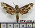 ( - BC-Mel1883)  @12 [ ] Copyright (2010) Tomas Melichar Research Collection of Tomas Melichar