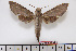  (Temnora livida - BC-Mel1897)  @14 [ ] Copyright (2010) Tomas Melichar Research Collection of Tomas Melichar