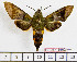  ( - BC-Mel1902)  @12 [ ] Copyright (2010) Tomas Melichar Research Collection of Tomas Melichar