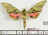 ( - BC-Mel1937)  @11 [ ] Copyright (2010) Tomas Melichar Research Collection of Tomas Melichar