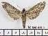  ( - BC-Mel1944)  @12 [ ] Copyright (2010) Tomas Melichar Research Collection of Tomas Melichar