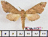  ( - BC-Mel1951)  @13 [ ] Copyright (2010) Tomas Melichar Research Collection of Tomas Melichar