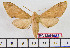  ( - BC-Mel1952)  @13 [ ] Copyright (2010) Tomas Melichar Research Collection of Tomas Melichar