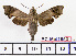  ( - BC-Mel1953)  @13 [ ] Copyright (2010) Tomas Melichar Research Collection of Tomas Melichar