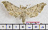  ( - BC-Mel1975)  @13 [ ] Copyright (2010) Tomas Melichar Research Collection of Tomas Melichar