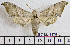  ( - BC-Mel1976)  @12 [ ] Copyright (2010) Tomas Melichar Research Collection of Tomas Melichar