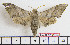  ( - BC-Mel1986)  @13 [ ] Copyright (2010) Tomas Melichar Research Collection of Tomas Melichar