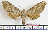  ( - BC-Mel1987)  @13 [ ] Copyright (2010) Tomas Melichar Research Collection of Tomas Melichar
