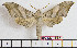  ( - BC-Mel1989)  @11 [ ] Copyright (2010) Tomas Melichar Research Collection of Tomas Melichar