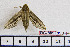  ( - BC-Mel1990)  @12 [ ] Copyright (2010) Tomas Melichar Research Collection of Tomas Melichar