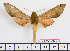  ( - BC-Mel2029)  @13 [ ] Copyright (2010) Tomas Melichar Research Collection of Tomas Melichar
