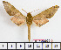  ( - BC-Mel2030)  @13 [ ] Copyright (2010) Tomas Melichar Research Collection of Tomas Melichar