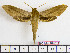  (Xylophanes tersa - BC-Mel2043)  @14 [ ] Copyright (2010) Tomas Melichar Research Collection of Tomas Melichar