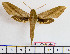  ( - BC-Mel2044)  @14 [ ] Copyright (2010) Tomas Melichar Research Collection of Tomas Melichar
