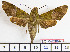  ( - BC-Mel2056)  @13 [ ] Copyright (2010) Tomas Melichar Research Collection of Tomas Melichar