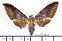  (Ambulyx celebensis banggaiensis - BC-Mel2080)  @13 [ ] Copyright (2010) Tomas Melichar Research Collection of Tomas Mleichar