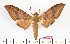  ( - BC-Mel2083)  @12 [ ] Copyright (2010) Tomas Melichar Research Collection of Tomas Mleichar