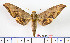  ( - BC-Mel2111)  @11 [ ] Copyright (2010) Tomas Melichar Research Collection of Tomas Mleichar