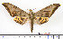  ( - BC-Mel2112)  @11 [ ] Copyright (2010) Tomas Melichar Research Collection of Tomas Mleichar