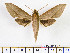  (Theretra tabubilensis - BC-Mel2113)  @14 [ ] Copyright (2010) Tomas Melichar Research Collection of Tomas Mleichar