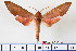  ( - BC-Mel2114)  @14 [ ] Copyright (2010) Tomas Melichar Research Collection of Tomas Mleichar