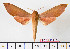  ( - BC-Mel2115)  @14 [ ] Copyright (2010) Tomas Melichar Research Collection of Tomas Mleichar