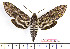  ( - BC-Mel2123)  @14 [ ] Copyright (2010) Tomas Melichar Research Collection of Tomas Mleichar