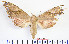  ( - BC-Mel2134)  @14 [ ] Copyright (2010) Tomas Melichar Research Collection of Tomas Mleichar