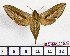 (Theretra perkeo - BC-Mel2157)  @14 [ ] Copyright (2010) Tomas Melichar Research Collection of Tomas Mleichar