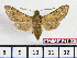  (Rethera brandti - BC-Mel2160)  @15 [ ] Copyright (2010) Tomas Melichar Research Collection of Tomas Mleichar
