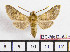  ( - BC-Mel2161)  @14 [ ] Copyright (2010) Tomas Melichar Research Collection of Tomas Mleichar