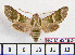 ( - BC-Mel2162)  @14 [ ] Copyright (2010) Tomas Melichar Research Collection of Tomas Mleichar