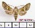  ( - BC-Mel2163)  @15 [ ] Copyright (2010) Tomas Melichar Research Collection of Tomas Mleichar
