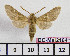  ( - BC-Mel2164)  @14 [ ] Copyright (2010) Tomas Melichar Research Collection of Tomas Mleichar