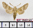  ( - BC-Mel2165)  @14 [ ] Copyright (2010) Tomas Melichar Research Collection of Tomas Mleichar